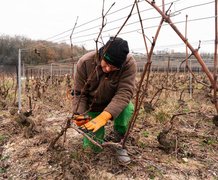 taille de la vigne